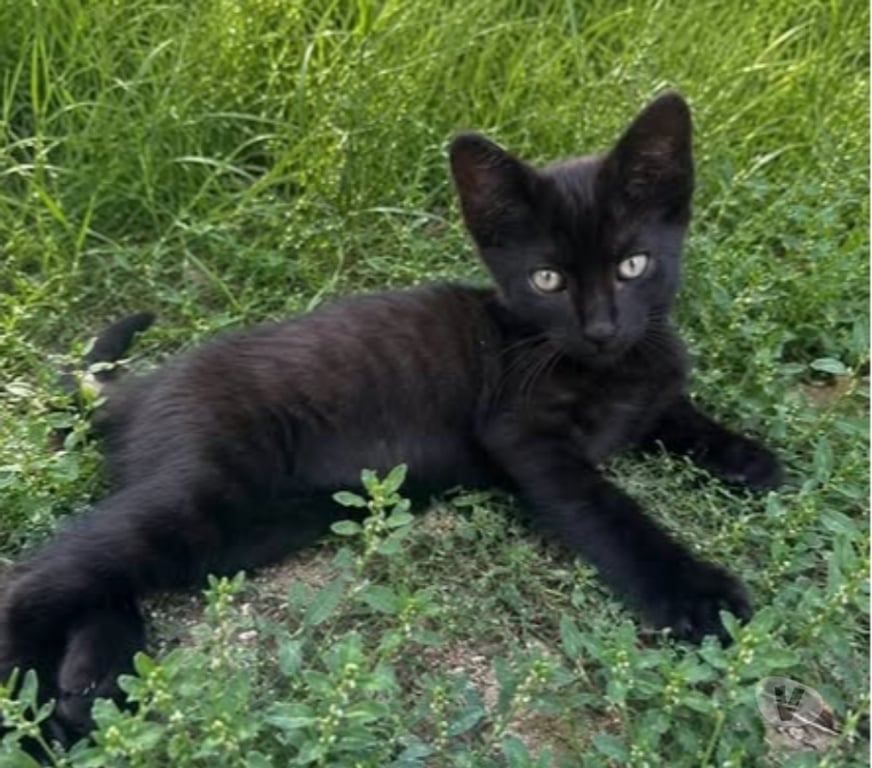 Don animaux Drôme St Rambert d'Albon - 26140 - Photos Vivastreet Chat OLIVE à l adoption