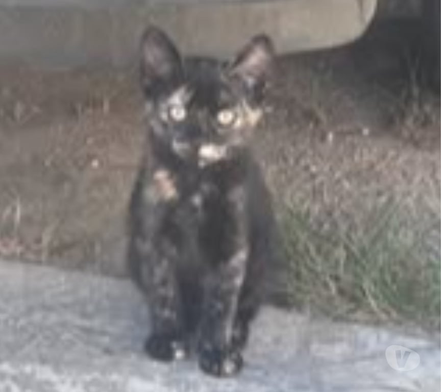 Don animaux Drôme St Rambert d'Albon - 26140 - Photos Vivastreet Chat CALICO à l adoption