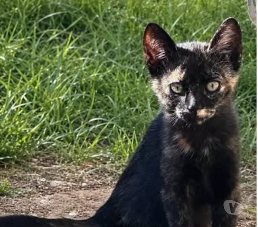 Don animaux Drôme St Rambert d'Albon - 26140 - Photos Vivastreet Chat CALICO à l adoption