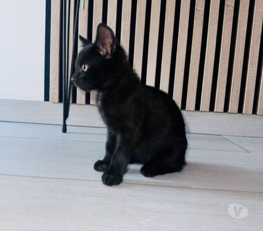 Don animaux Drôme St Rambert d'Albon - 26140 - Photos Vivastreet Chat LOUNA à l adoption