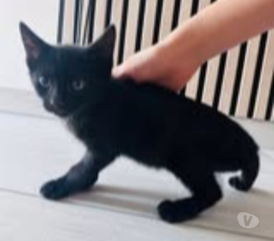 Don animaux Drôme St Rambert d'Albon - 26140 - Photos Vivastreet Chat LOUNA à l adoption