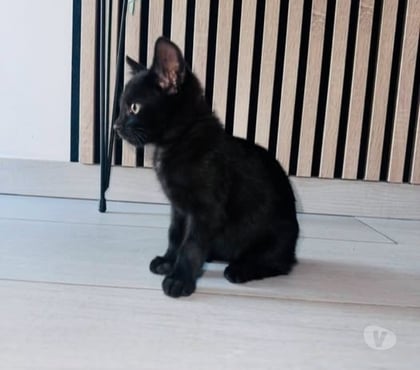 Don animaux St Rambert d'Albon Drôme - Photos Vivastreet Chat LOUNA à l adoption