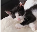 Soisy sous Montmorency - Val-d'Oise — COOKI à adopter