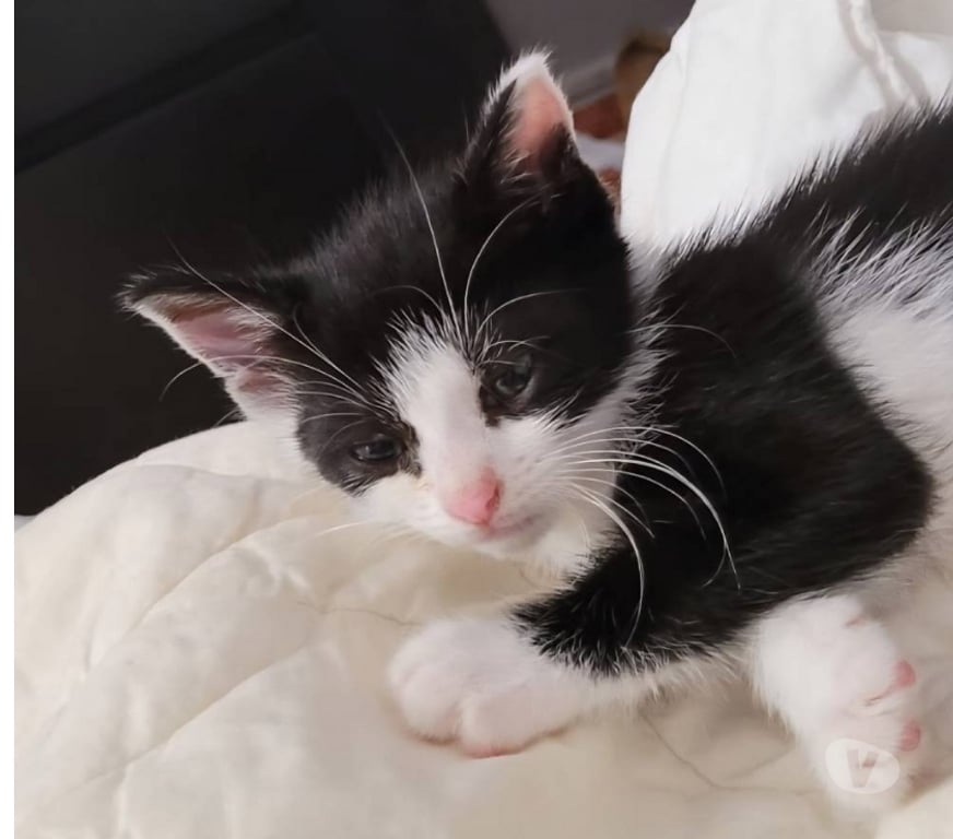 Don animaux Val-d'Oise Soisy sous Montmorency - 95230 - Photos Vivastreet COOKI à adopter