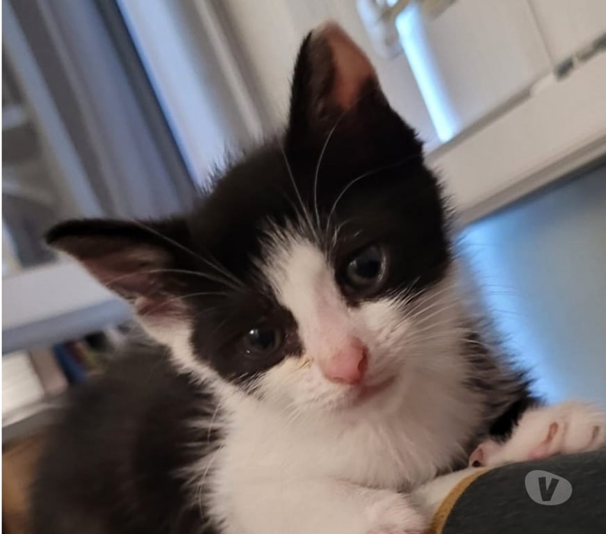 Don animaux Val-d'Oise Soisy sous Montmorency - 95230 - Photos Vivastreet COOKI à adopter