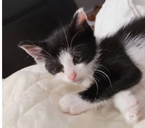 Photos Vivastreet COOKI à adopter