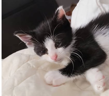 Adoption animaux Soisy sous Montmorency Val-d'Oise - Photos Vivastreet COOKI à adopter
