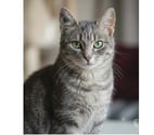 Villalbe - Carcassonne — Steffy jeune chatte caline 6 mois cherche famille