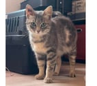 Villalbe - Carcassonne — Steffy jeune chatte caline 6 mois cherche famille