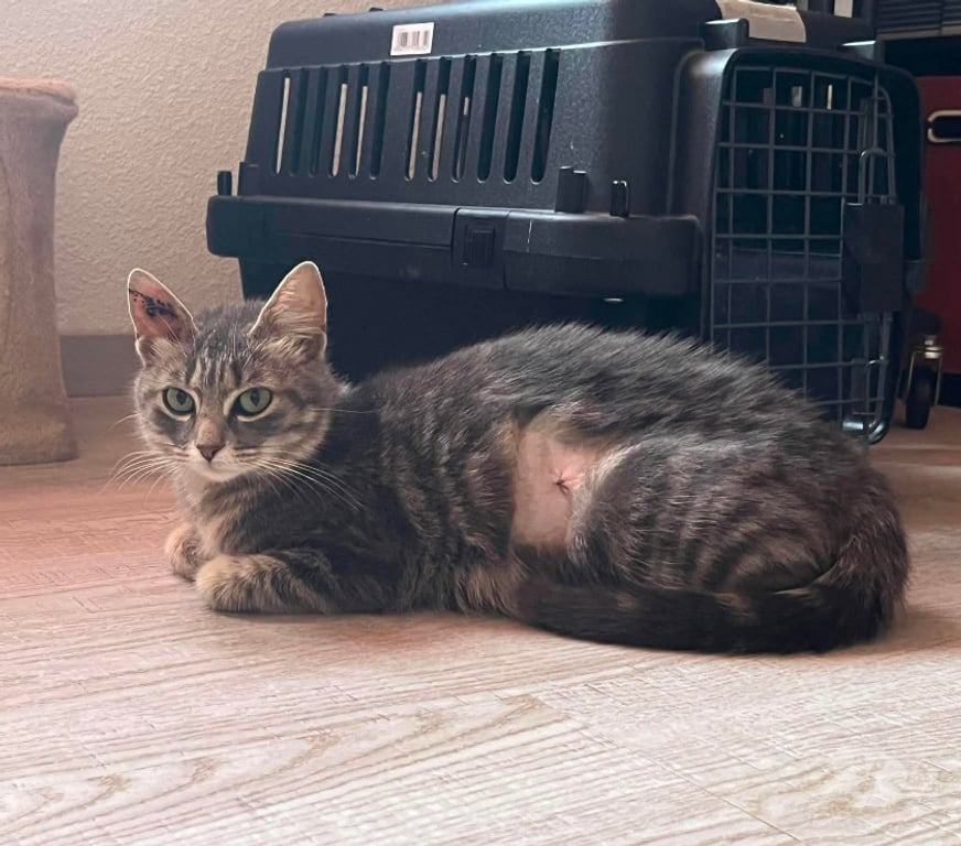 Don animaux Aude Carcassonne - Photos Vivastreet Steffy jeune chatte caline 6 mois cherche famille