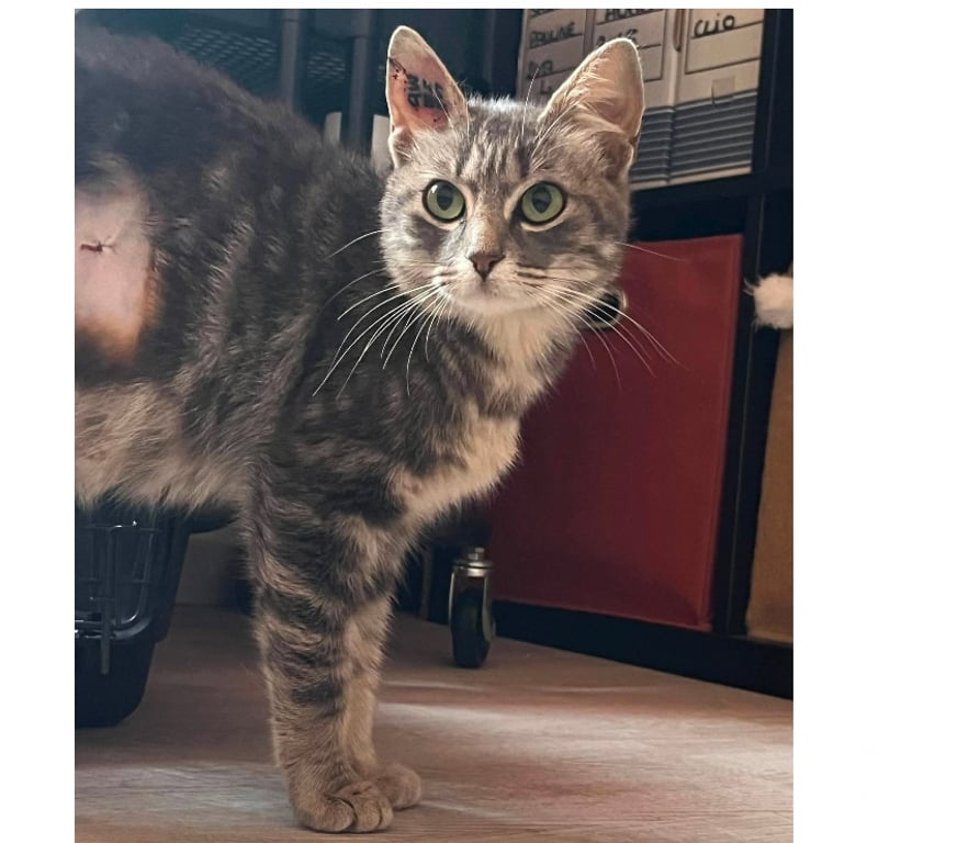 Don animaux Aude Carcassonne - Photos Vivastreet Steffy jeune chatte caline 6 mois cherche famille