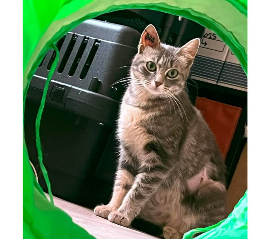 Don animaux Aude Carcassonne - Photos Vivastreet Steffy jeune chatte caline 6 mois cherche famille