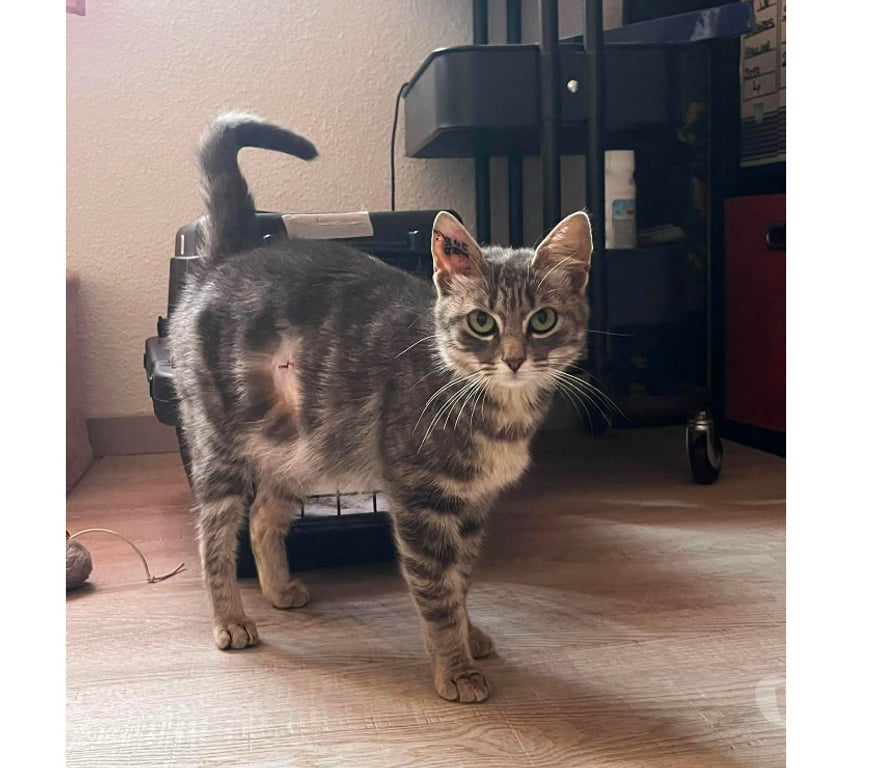 Don animaux Aude Carcassonne - Photos Vivastreet Steffy jeune chatte caline 6 mois cherche famille