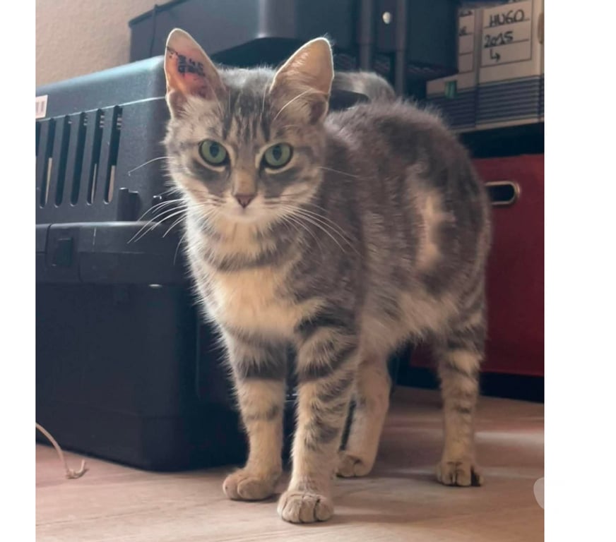 Don animaux Aude Carcassonne - Photos Vivastreet Steffy jeune chatte caline 6 mois cherche famille