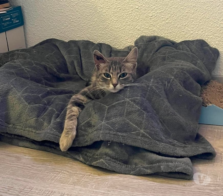 Don animaux Aude Carcassonne - Photos Vivastreet Steffy jeune chatte caline 6 mois cherche famille