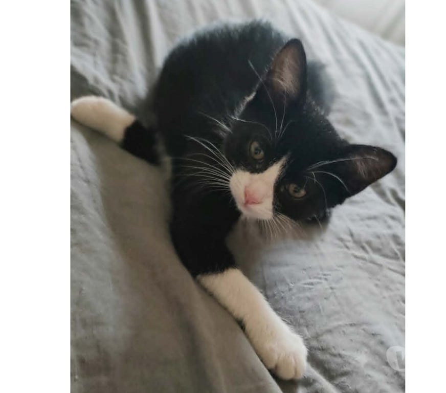 Don animaux Aude Carcassonne - Photos Vivastreet Petit Bou chaton femelle 2 mois cherche famille