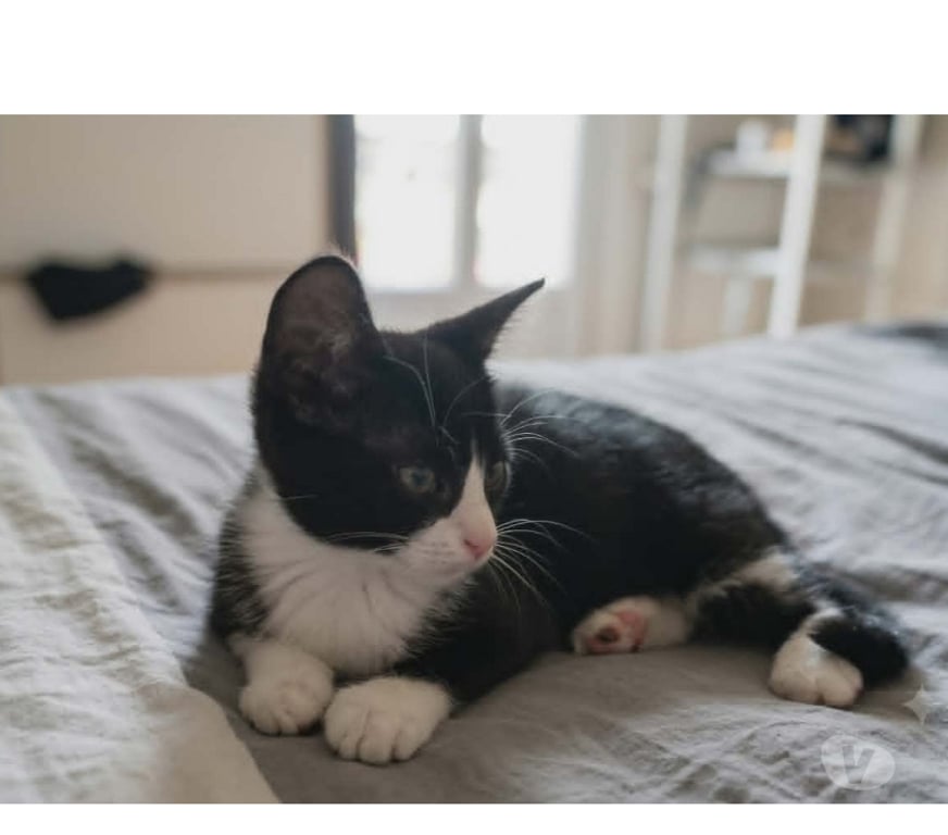 Don animaux Aude Carcassonne - Photos Vivastreet Petit Bou chaton femelle 2 mois cherche famille