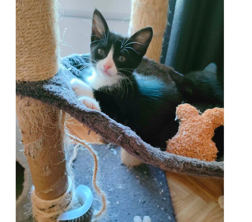 Don animaux Aude Carcassonne - Photos Vivastreet Petit Bou chaton femelle 2 mois cherche famille