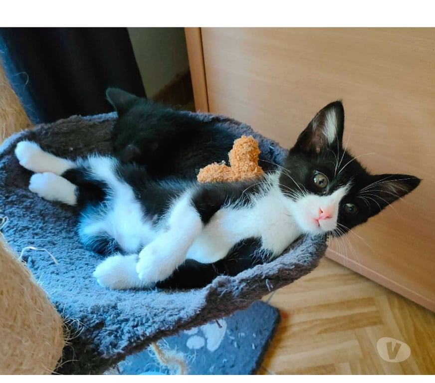 Don animaux Aude Carcassonne - Photos Vivastreet Petit Bou chaton femelle 2 mois cherche famille