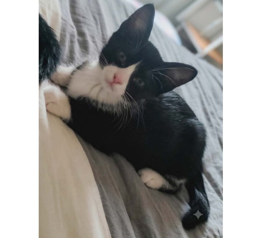 Don animaux Aude Carcassonne - Photos Vivastreet Petit Bou chaton femelle 2 mois cherche famille