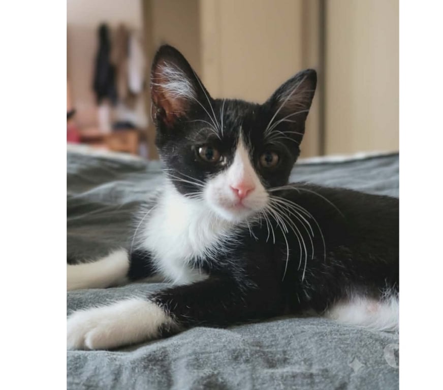 Don animaux Aude Carcassonne - Photos Vivastreet Petit Bou chaton femelle 2 mois cherche famille