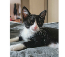 Photos Vivastreet Petit Bou chaton femelle 2 mois cherche famille