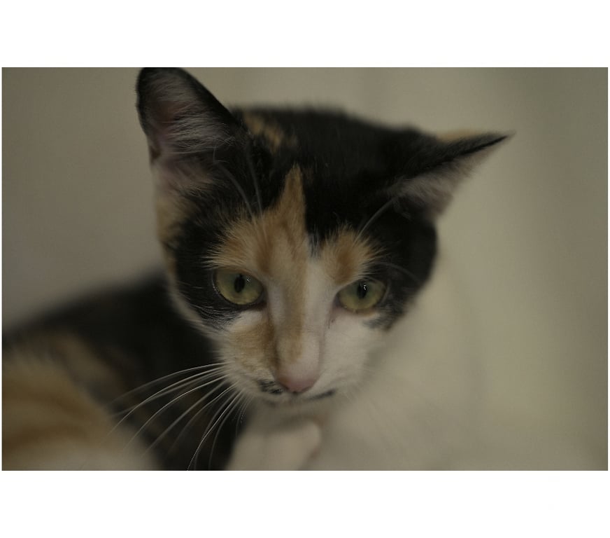 Don animaux Val-d'Oise Soisy sous Montmorency - 95230 - Photos Vivastreet Orchidée, à adopter