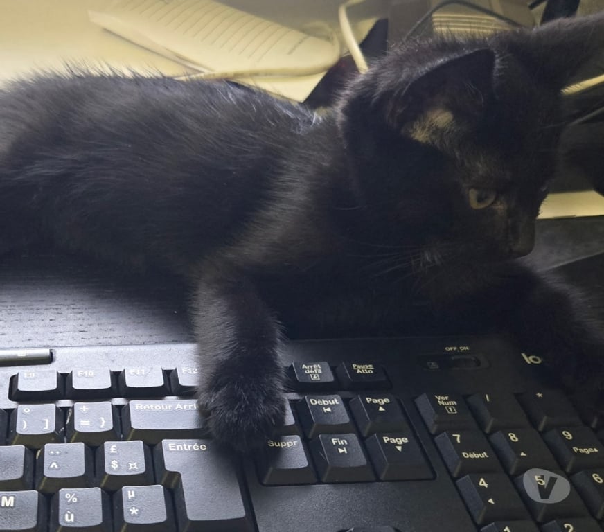 Don animaux Val-d'Oise Soisy sous Montmorency - 95230 - Photos Vivastreet HARMONY à adopter