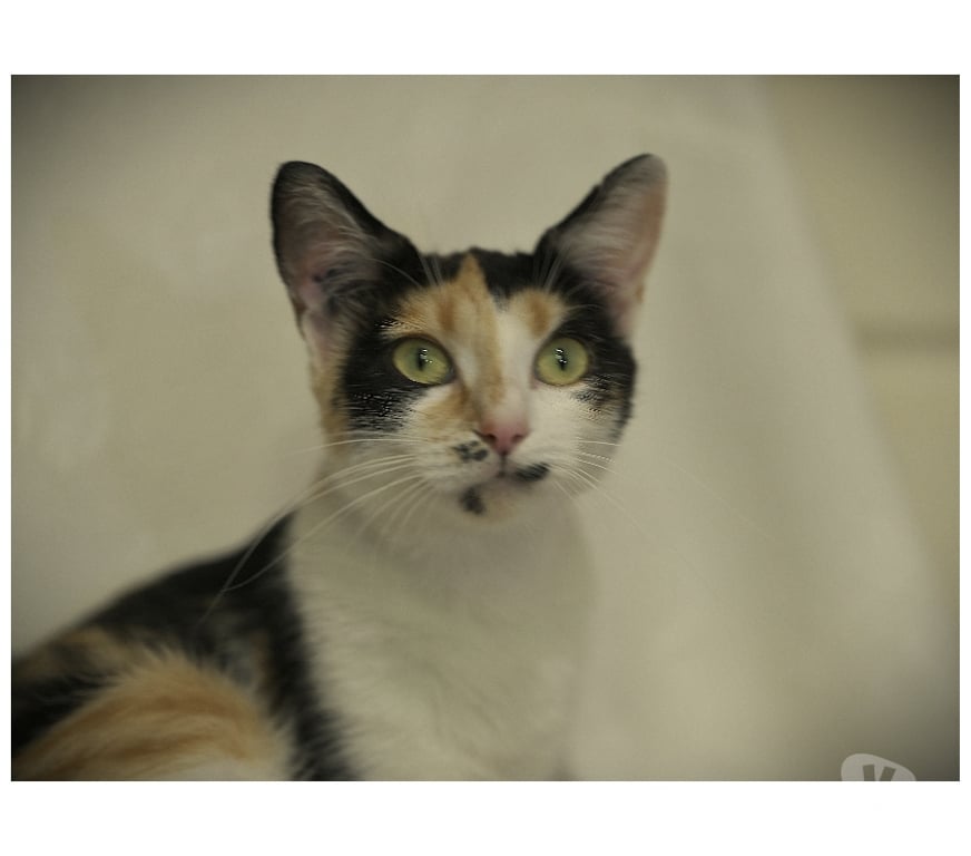 Don animaux Val-d'Oise Soisy sous Montmorency - 95230 - Photos Vivastreet Orchidée, à adopter
