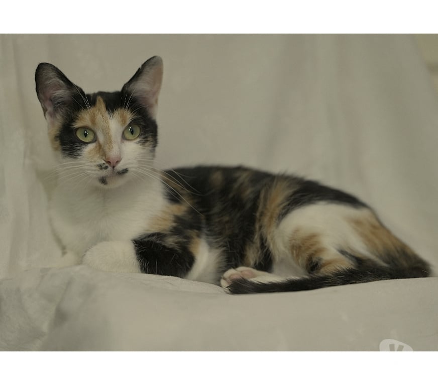 Don animaux Val-d'Oise Soisy sous Montmorency - 95230 - Photos Vivastreet Orchidée, à adopter