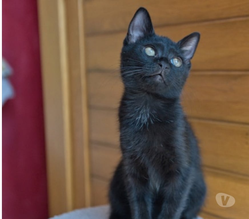 Don animaux Val-d'Oise Soisy sous Montmorency - 95230 - Photos Vivastreet HARMONY à adopter