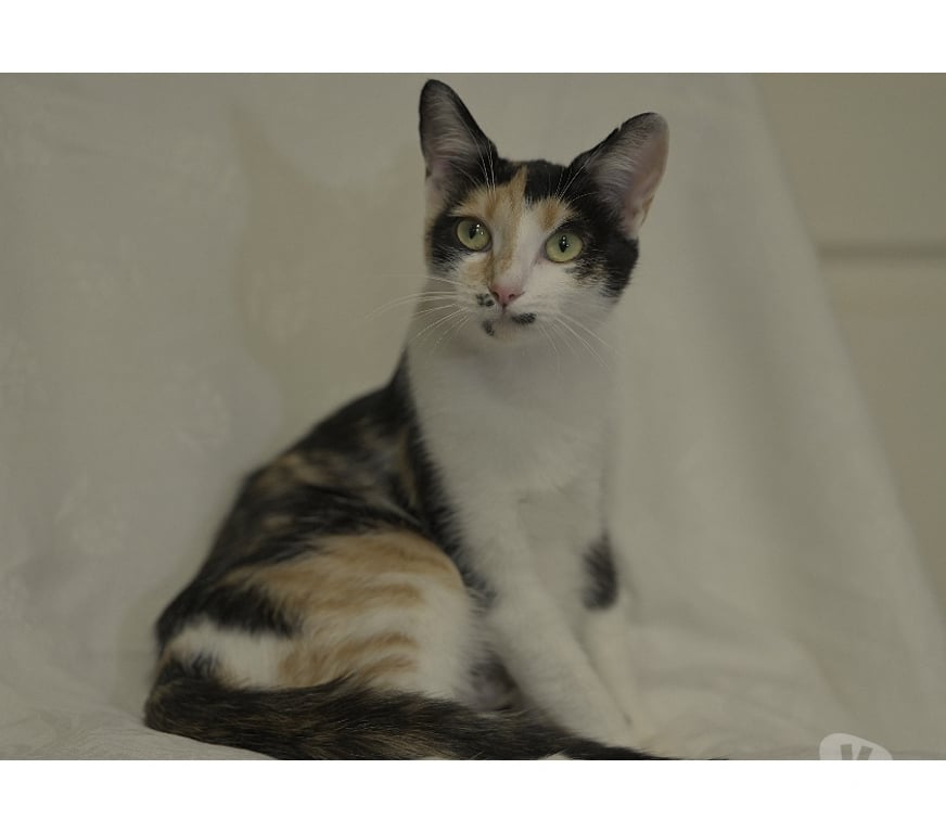 Don animaux Val-d'Oise Soisy sous Montmorency - 95230 - Photos Vivastreet Orchidée, à adopter