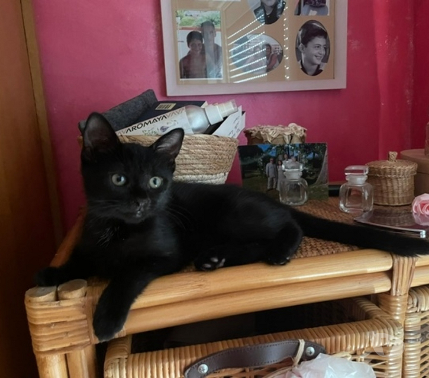 Don animaux Val-d'Oise Soisy sous Montmorency - 95230 - Photos Vivastreet HARMONY à adopter