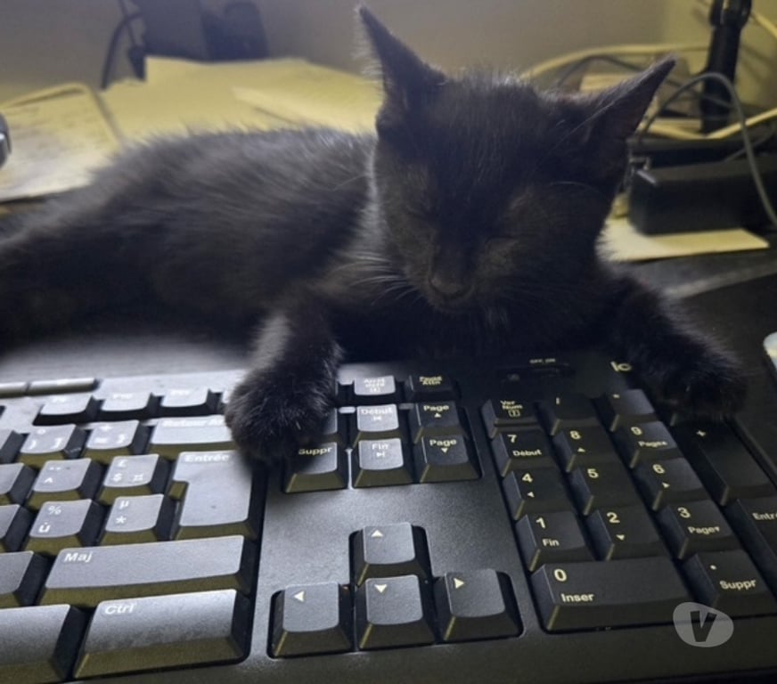 Don animaux Val-d'Oise Soisy sous Montmorency - 95230 - Photos Vivastreet HARMONY à adopter