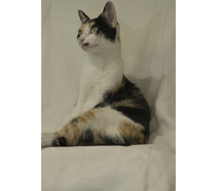 Don animaux Val-d'Oise Soisy sous Montmorency - 95230 - Photos Vivastreet Orchidée, à adopter