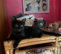 Photos Vivastreet HARMONY à adopter