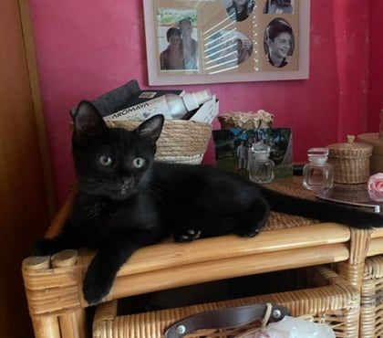 Don Soisy sous Montmorency Val-d'Oise - Photos Vivastreet HARMONY à adopter