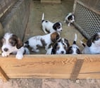 Jeandelize - Meurthe-et-Moselle — chiots petit basset griffon vendéen