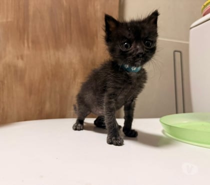 Adoption animaux Valence Drôme - Photos Vivastreet Chat BLUEY à l adoption