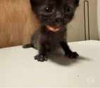 Chat BINGO à l adoption
