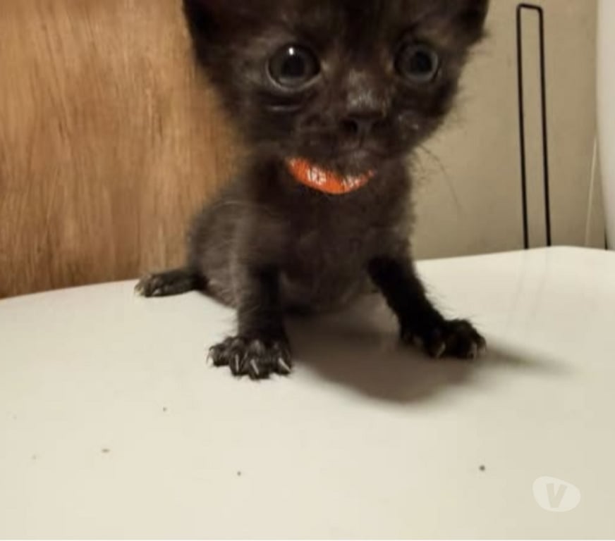 Don animaux Drôme Valence - 26000 - Photos Vivastreet Chat BINGO à l adoption