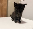 Chat LOKI à l adoption