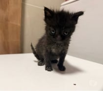 Photos Vivastreet Chat LOKI à l adoption
