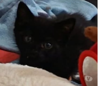 Don animaux St Restitut Drôme - Photos Vivastreet Chat THEIA à l adoption