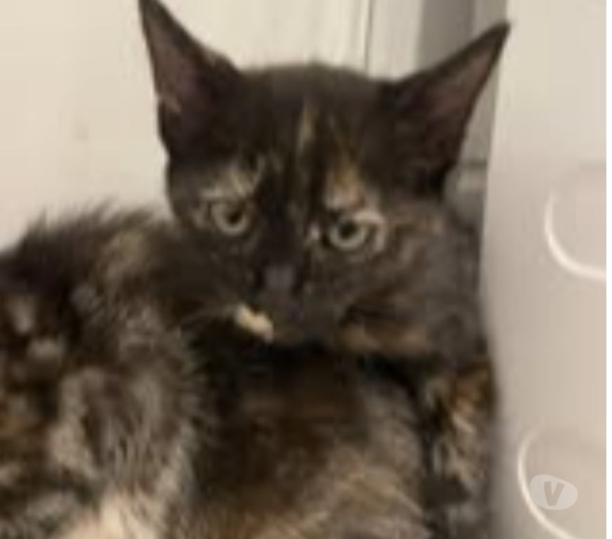 Don animaux Drôme St Donat sur l'Herbasse - 26260 - Photos Vivastreet Chat KAL'IN à l adoption