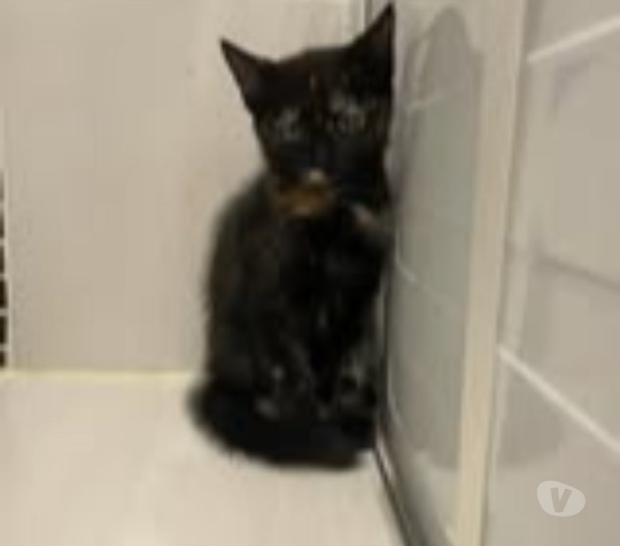 Don animaux Drôme St Donat sur l'Herbasse - 26260 - Photos Vivastreet Chat KAL'IN à l adoption