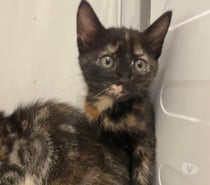 Photos Vivastreet Chat KAL'IN à l adoption