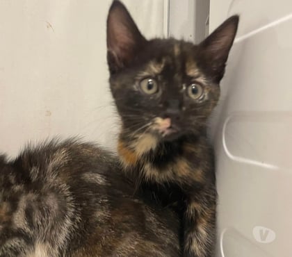 Don St Donat sur l'Herbasse Drôme - Photos Vivastreet Chat KAL'IN à l adoption