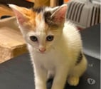 Chat PIMPRENELLE à l adoption