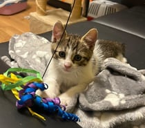 Photos Vivastreet Chat UGO à l adoption